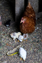Beautiful brown hen feeding her little newborn chicks on the farmyard. Natural organic household concept