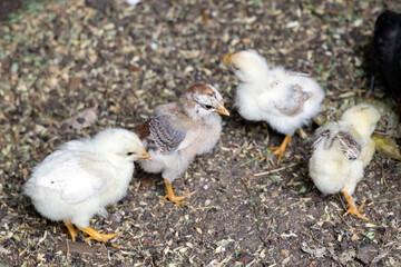 Little newborn chicks walking around on the farmyard