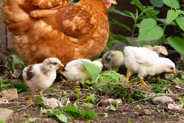 Beautiful brown hen with her little newborn chicks walking outside on the farmyard. Natural organic household concept