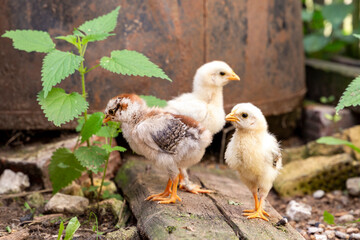 Little newborn chicks walking around on the fresh green grass. Natural organic household concept