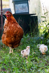 Beautiful brown hen with her little newborn chicks walking outside on the farmyard. Natural organic household concept
