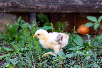 Portrait of little newborn chick walking around on the fresh green grass. Natural organic household concept