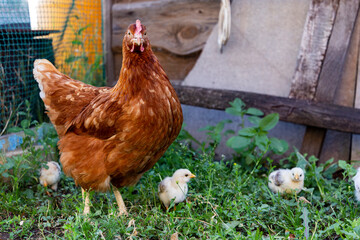 Beautiful brown hen with her little newborn chicks walking outside on the farmyard. Natural organic household concept
