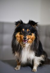 Portrait of a tricolor dog Sheltie breed with surprised muzzle. Dog sits with open mouth on gray background
