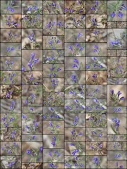 Purple flowering indeterminate raceme inflorescences of Greyleaf Bantambell, Scutellaria Siphocampyloides, Lamiaceae, native perennial herb near Barton Flats, San Bernardino Mountains, Springtime.