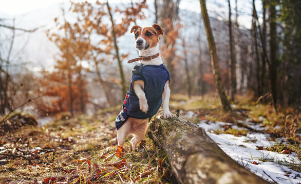 Small Jack Russell terrier in dark blue winter jacket leaning on fallen tree one paw up with grass and snow patches, blurred trees or bushes background