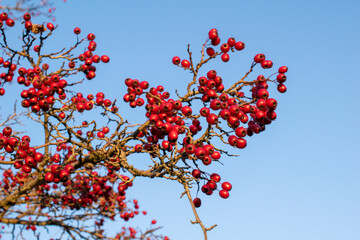 hawthorn tree, the fruits of autumn hawthorn