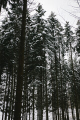 Black Forest Trees in the Snowy Winter 