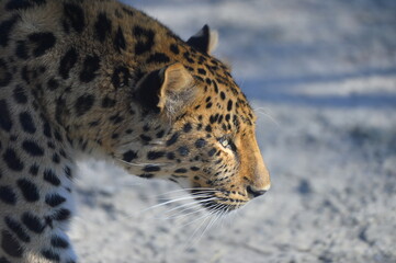 leopard