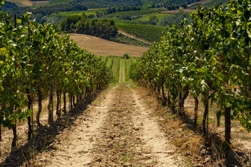 Fototapeta na wymiar Rows of vines growing in Vineyard in Tuscany
