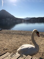 swans on lake