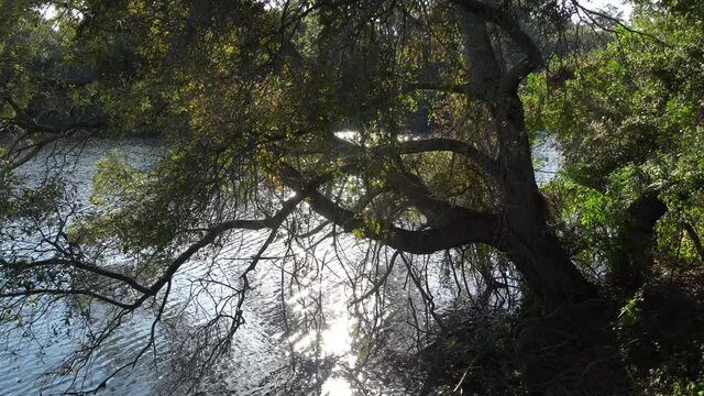 Old, great tree hanging over edge of tropical pond in west coast of Florida, late afternoon sunlight on the water.