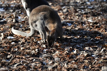 Naklejka premium Bennett 's Kangaroo