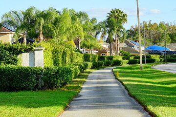 Green Ivy wall of a Florida community	