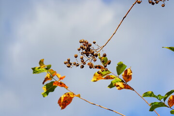  crepe myrtle Lagerstroemia indica leaf and blue sky, USA	 - obrazy, fototapety, plakaty