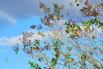  crepe myrtle Lagerstroemia indica leaf and blue sky, USA	