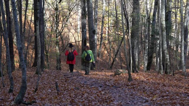 Back view of female nature photographers walk in the forest among big trees in fall season. Sevenlakes national park (Yedigoller milli parki), Bolu, Turkey