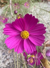 Obraz premium pink cosmos flower