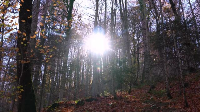 Fall season in Sevenlakes national park (Yedigoller milli parki), Bolu, Turkey. Sun rays coming through the trees.