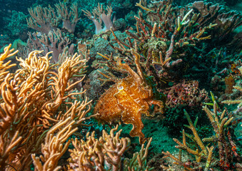 Cuttlefish on coral reef in Indinesia