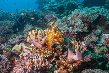 Cuttlefish on coral reef in Indinesia