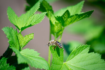 Bee on a green leaf of a tree. Close-up.