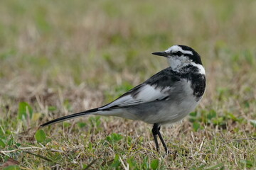 white wagtail on the grass field