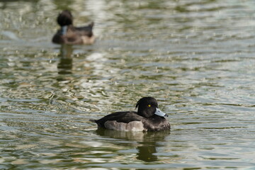 tufted duck in the pond