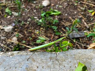 Praying mantis 2