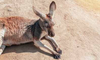 Beautiful kangaroo resting in the sand. Photography of animals. Natural background