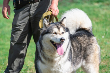 The dog with the owner walks on the green grass. Walking the dog.