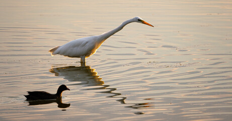 Great white egret in the Dombes, France