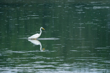 Great white egret in the Dombes, France