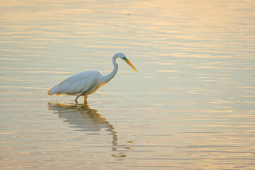 Great white egret in the Dombes, France