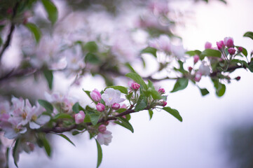 cherry blossom in spring