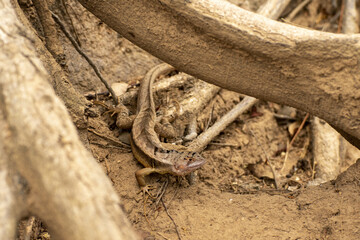lagartija camuflada en la base de un arbol 