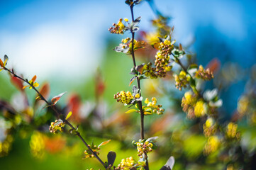 flowers on a branch