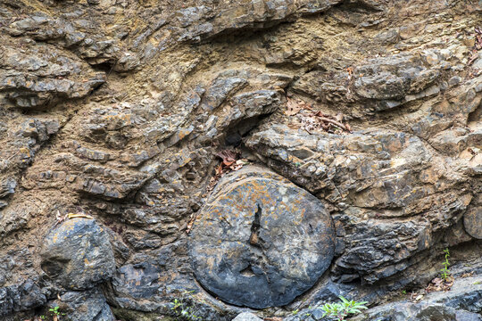 Bosque petrificado Puyango 