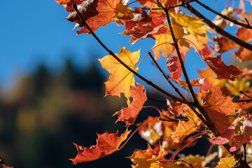 Autumn leaves in the sun on blue sky