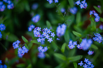 Fototapeta premium forget me not flowers