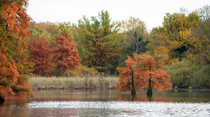Bald cypress in autumn on at Boulieu pond, France