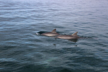 Dolphin school