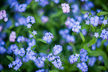forget me not flowers