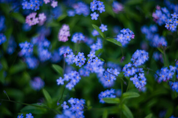 Fototapeta premium flowers in the garden