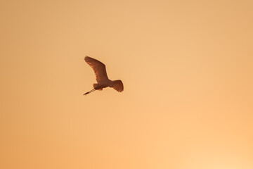 Great egret flying at sunset in the Dombes, France