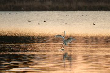 Great egret flying at sunset in the Dombes, France