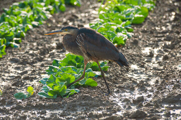 Great Blue Heron Foraging in a Farm Field. Whether poised at a river bend or cruising the coastline with slow, deep wingbeats, the Great Blue Heron is a majestic sight with long, deliberate steps.
