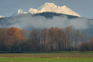 Fototapeta na wymiar Mt. Baker As Seen From the Skagit Valley, Washington. Farmland and fall colors on the deciduous trees make this view a seasonal delight of the great mountain in the Pacific Northwest.