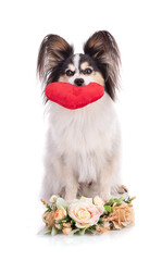 Continental toy spaniel, papillon Dog Isolated