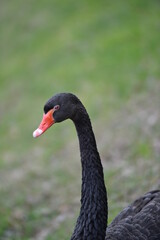 Fototapeta premium the black swan